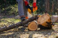 Tree Lopping Newcastle image 4